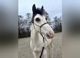 Paint Horse, Ogier, 1 Rok, 158 cm, Tovero wszelkich maści