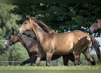 Paint Horse, Ogier, 1 Rok, Jelenia