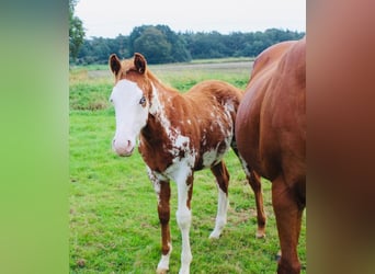 Paint Horse, Ogier, 1 Rok, Overo wszelkich maści