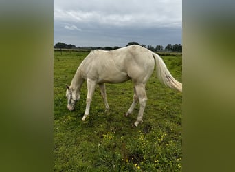 Paint Horse, Ogier, 2 lat, 150 cm, Perlino