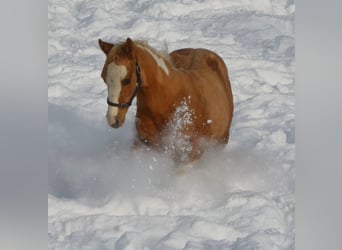 Paint Horse, Ogier, 2 lat, 155 cm, Srokata