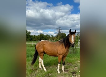 Paint Horse, Ogier, 2 lat, 158 cm, Jelenia