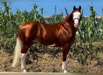 Paint Horse, Ogier, 2 lat, Overo wszelkich maści
