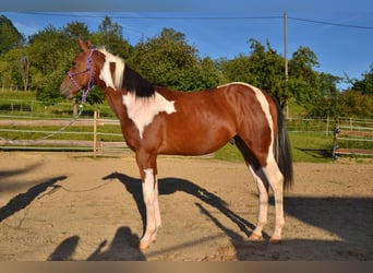 Paint Horse, Ogier, 2 lat, Tobiano wszelkich maści