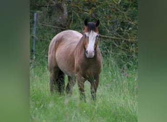 Paint Horse, Ogier, 3 lat, 146 cm, Gniadodereszowata