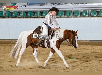 Paint Horse, Ogier, 5 lat, 158 cm, Tobiano wszelkich maści