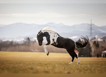 Paint Horse, Ogier, 6 lat