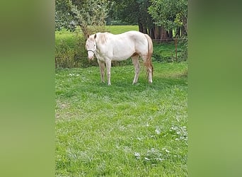 Paint Horse, Ogier, 11 lat, 153 cm, Overo wszelkich maści