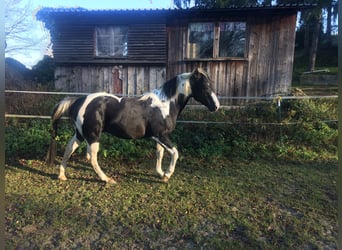Paint Horse, Ogier, 13 lat, 153 cm, Srokata