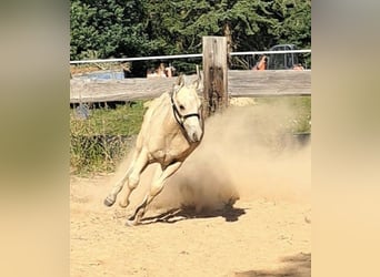 Paint Horse, Ogier, Źrebak (05/2025), 145 cm, Jelenia