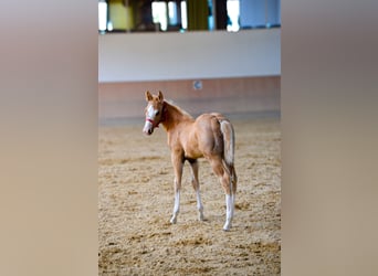 Paint Horse, Ogier, Źrebak (04/2025), 150 cm, Izabelowata