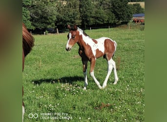 Paint Horse, Ogier, Źrebak (07/2024), 150 cm, Srokata