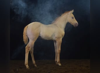 Paint Horse, Ogier, Źrebak (06/2023), 150 cm, Szampańska