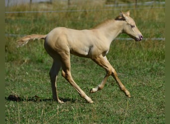 Paint Horse, Ogier, Źrebak (06/2023), 150 cm, Szampańska