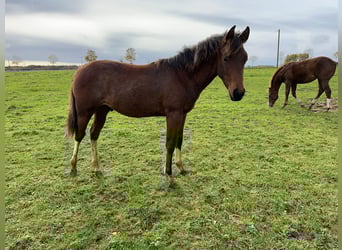 Paint Horse, Ogier, Źrebak (05/2023), 150 cm, Tobiano wszelkich maści