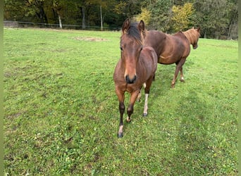 Paint Horse, Ogier, Źrebak (05/2023), 150 cm, Tobiano wszelkich maści