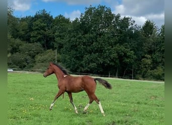 Paint Horse, Ogier, Źrebak (05/2023), 150 cm, Tobiano wszelkich maści