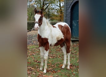 Paint Horse, Ogier, Źrebak (05/2023), 150 cm, Tovero wszelkich maści