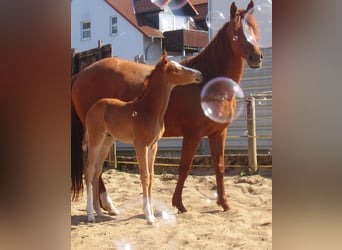 Paint Horse, Ogier, , 152 cm, Kasztanowata