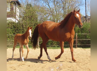 Paint Horse, Ogier, , 152 cm, Kasztanowata