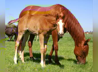 Paint Horse, Ogier, , 152 cm, Kasztanowata