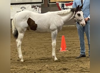Paint Horse, Ogier, Źrebak (05/2023), 155 cm, Overo wszelkich maści