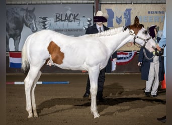 Paint Horse, Ogier, Źrebak (05/2023), 155 cm, Overo wszelkich maści
