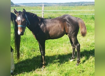 Paint Horse, Ogier, Źrebak (04/2023), 155 cm, Skarogniada