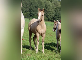 Paint Horse, Ogier, Źrebak (05/2023), 155 cm, Tobiano wszelkich maści
