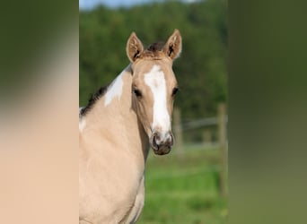 Paint Horse, Ogier, Źrebak (05/2023), 155 cm, Tobiano wszelkich maści