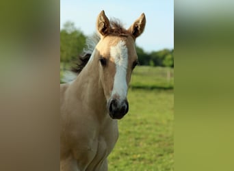 Paint Horse, Ogier, Źrebak (05/2023), 155 cm, Tobiano wszelkich maści