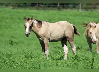 Paint Horse, Ogier, Źrebak (05/2023), 155 cm, Tobiano wszelkich maści