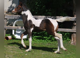 Paint Horse, Ogier, , 156 cm, Tobiano wszelkich maści