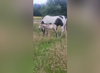 Paint Horse, Ogier, , Jelenia