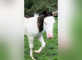 Paint Horse, Ogier, Źrebak (05/2025), Overo wszelkich maści
