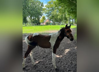 Paint Horse Mix, Ogier, Źrebak (05/2025), Tobiano wszelkich maści