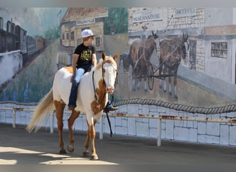 Paint Horse, Ruin, 10 Jaar, 152 cm, Gevlekt-paard