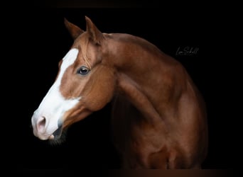 Paint Horse, Ruin, 10 Jaar, Vos