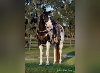 Paint Horse, Ruin, 11 Jaar, 152 cm, Gevlekt-paard