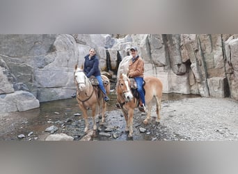 Paint Horse, Ruin, 11 Jaar, 155 cm, Palomino