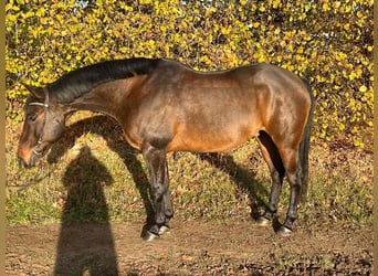 Paint Horse Mix, Ruin, 11 Jaar, 160 cm, Brauner