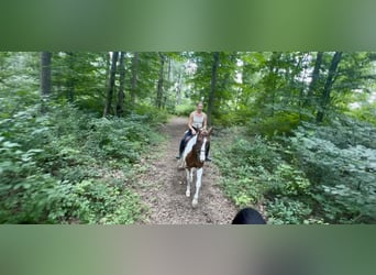 Paint Horse, Ruin, 11 Jaar, 160 cm, Gevlekt-paard