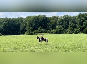Paint Horse, Ruin, 11 Jaar, 160 cm, Gevlekt-paard