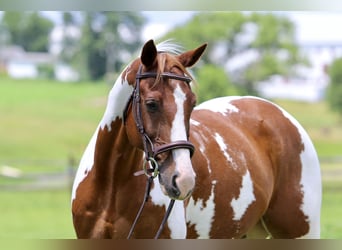 Paint Horse, Ruin, 11 Jaar, 160 cm, Gevlekt-paard