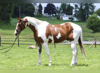 Paint Horse, Ruin, 11 Jaar, 160 cm, Gevlekt-paard