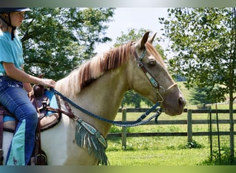 Paint Horse Mix, Ruin, 11 Jaar, 160 cm, Gevlekt-paard