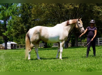 Paint Horse Mix, Ruin, 11 Jaar, 160 cm, Gevlekt-paard