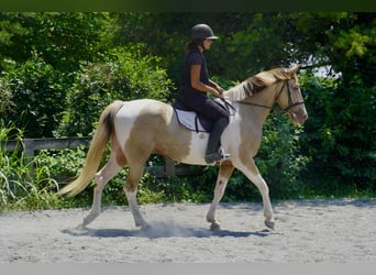 Paint Horse Mix, Ruin, 11 Jaar, 160 cm, Gevlekt-paard