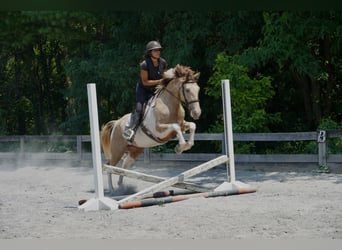 Paint Horse Mix, Ruin, 11 Jaar, 160 cm, Gevlekt-paard