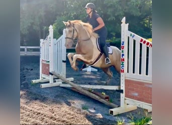 Paint Horse Mix, Ruin, 11 Jaar, 160 cm, Gevlekt-paard